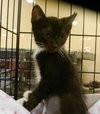 Brooklyn-Tux