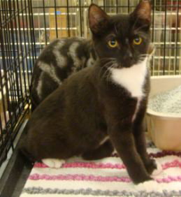 Brooklyn-Tux