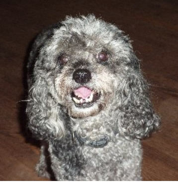 Pepper