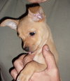 Petey