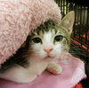 Stormy-Tabby