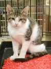 Stormy-Tabby