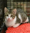 Stormy-Tabby