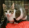 Stormy-Tabby
