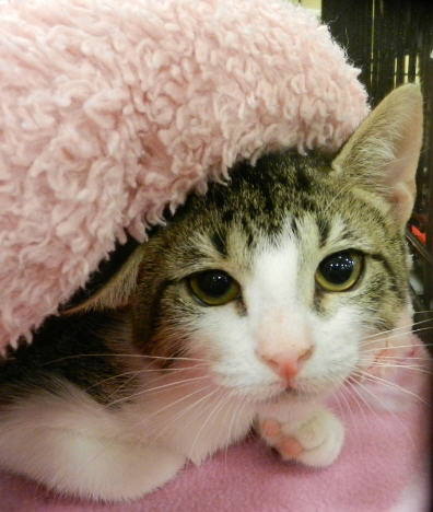 Stormy-Tabby