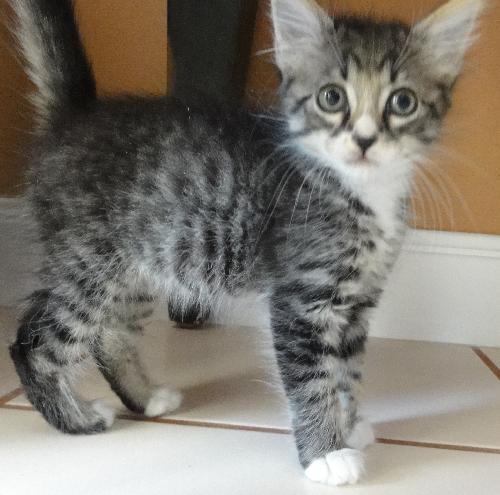 Fritz (aka Bug after adopt)