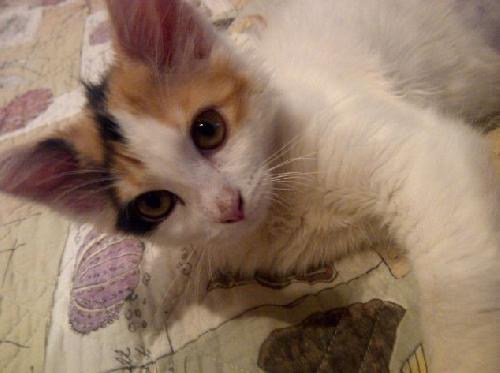 Cookie- AV Calico