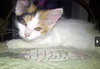 Cookie- AV Calico