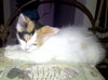 Cookie- AV Calico