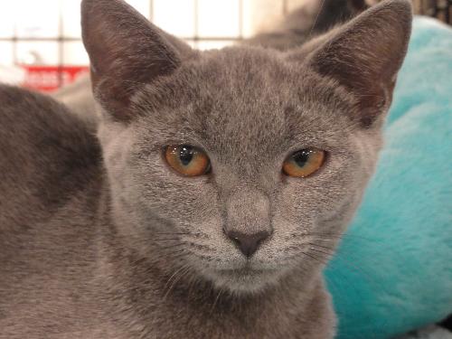 Maya (renamed Gigi)