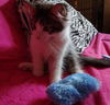 Oliver