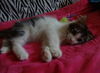 Oliver