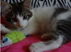Oliver