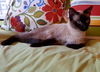 Cami-siamese