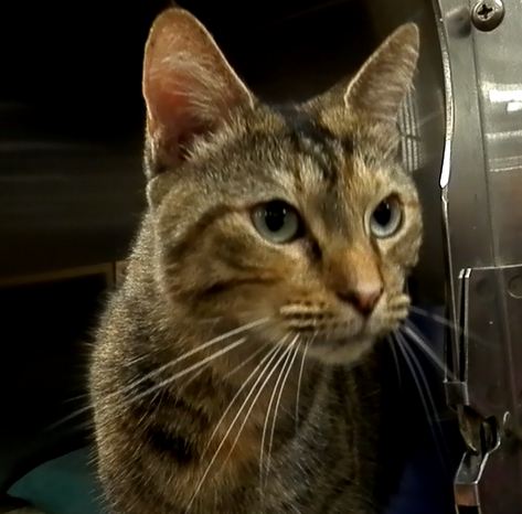 Polly