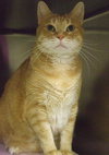 Morris