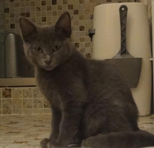 Mr. Mew