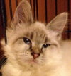 Linx