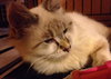 Linx