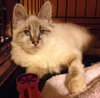 Linx