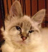 Linx