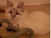 Linx