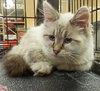 Linx