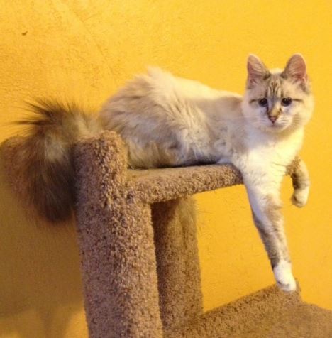 Linx