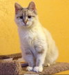 Linx