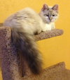 Linx