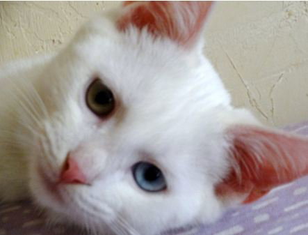 Bowie