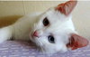 Bowie