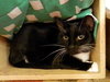 Sylvester