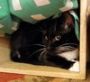 Sylvester