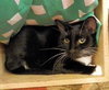 Sylvester