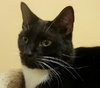 Sylvester