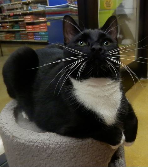 Sylvester