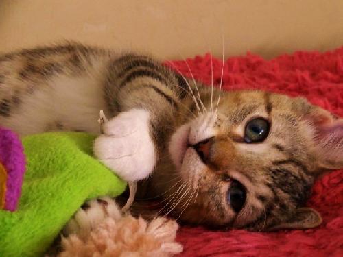 Franklin