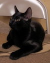 Bosco