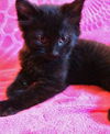 Onyx