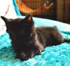Onyx