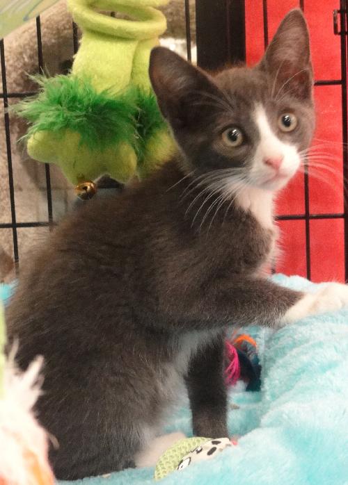 Phoenix (blue tux)