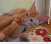 Clark