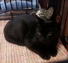 Coal