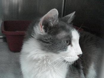 Mittens