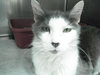 Mittens