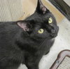 Suzy (previously Echo)