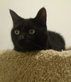 Suzy (previously Echo)