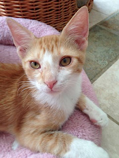 Frito