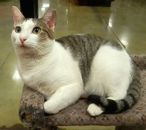 Pearle